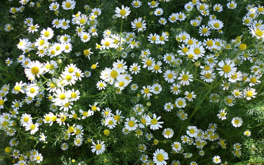 Матрикария Хамомилла