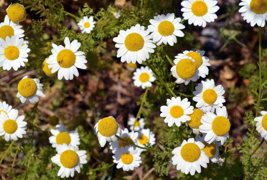 Chamomilla (Хамомилла) Ромашка аптечная