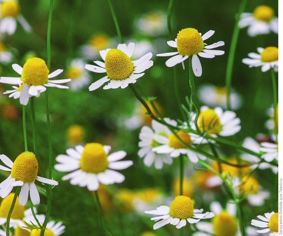 Дикая Ромашка
