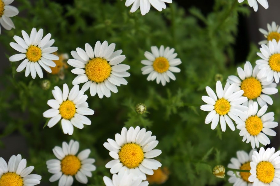 Цветок матрикария Хамомилла