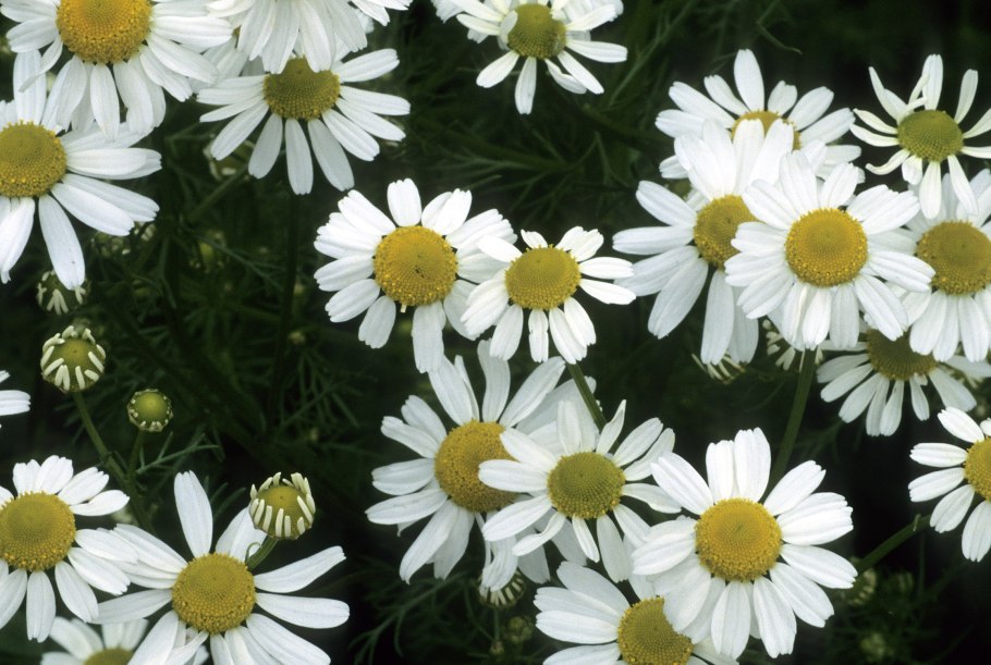 Ромашка аптечная гербарий