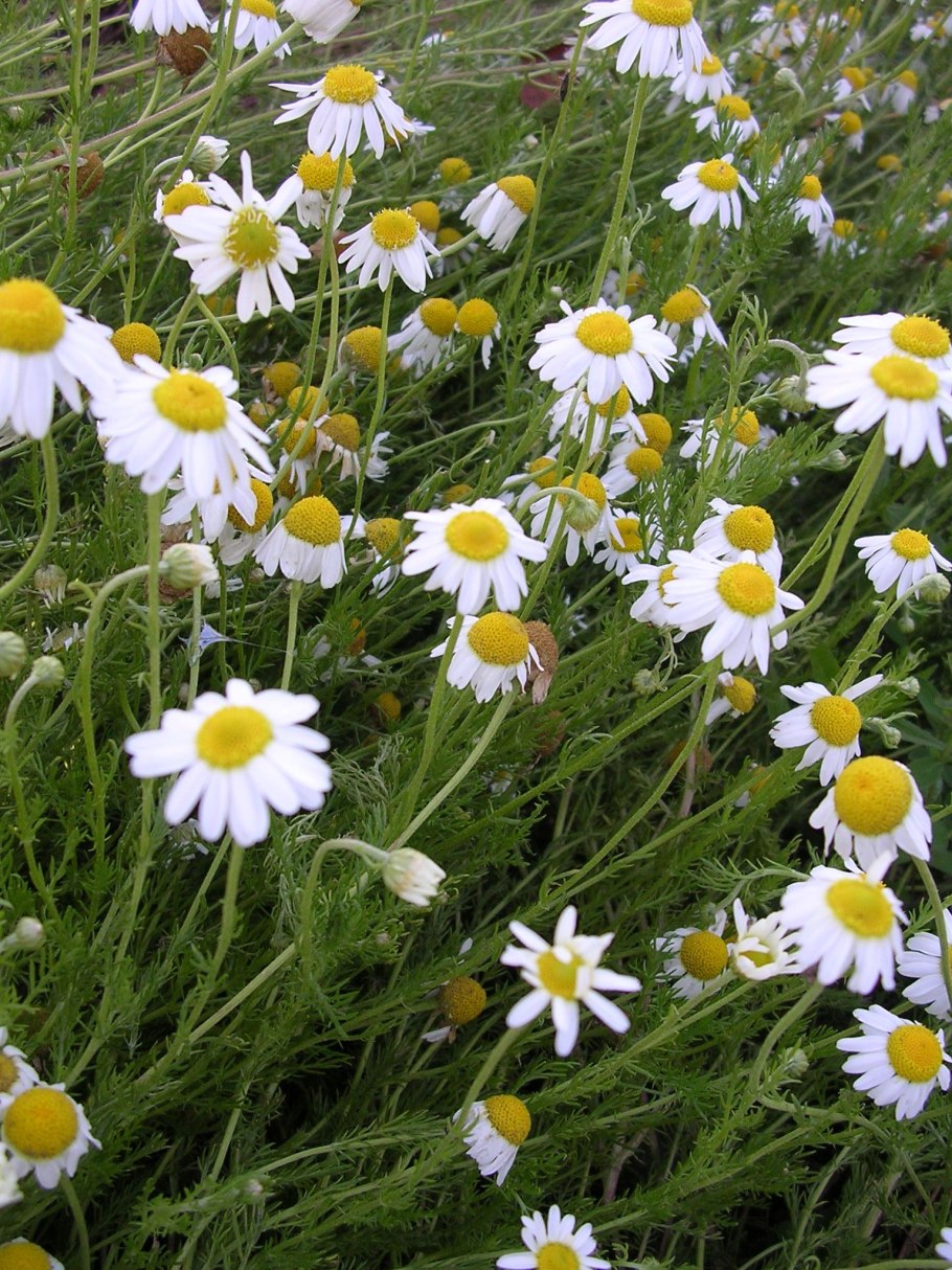 Нивяник обыкновенный систематика