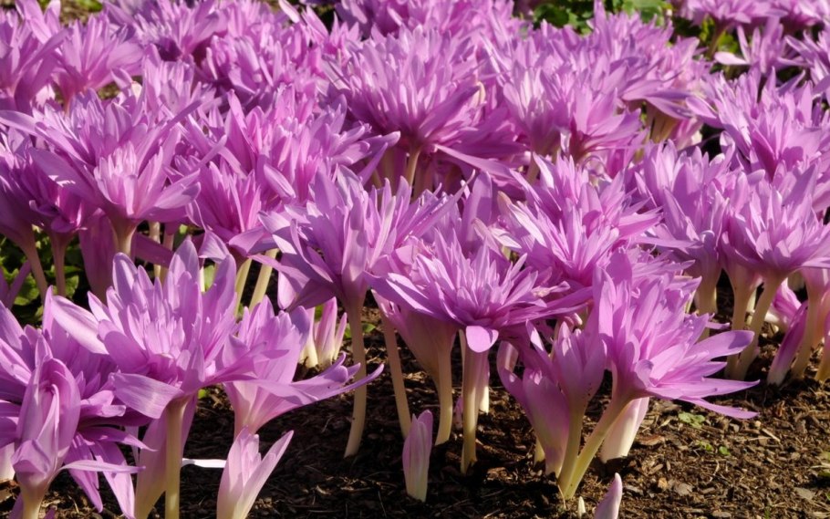 Колхикум безвременник