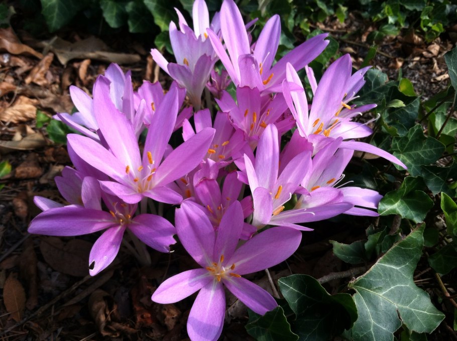 Безвременник ботаника