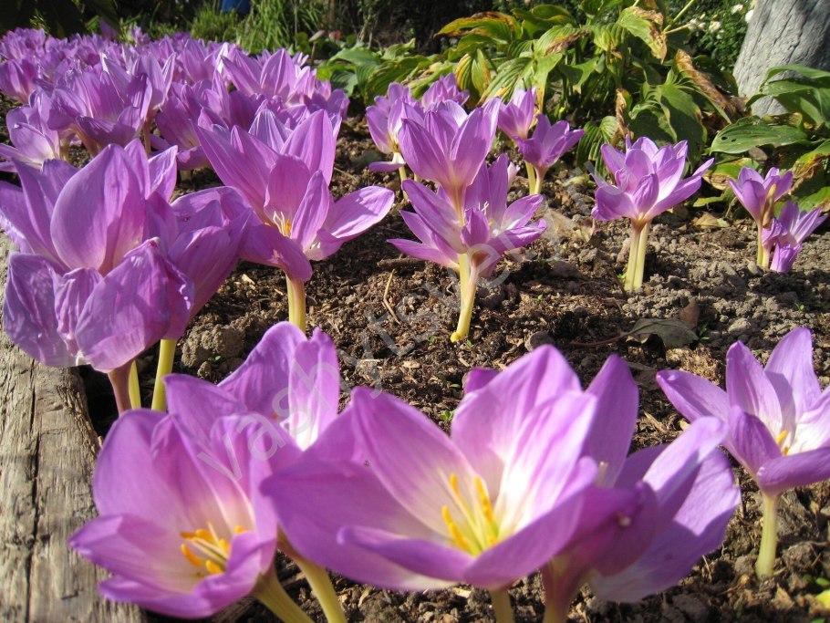 Колхикум безвременник