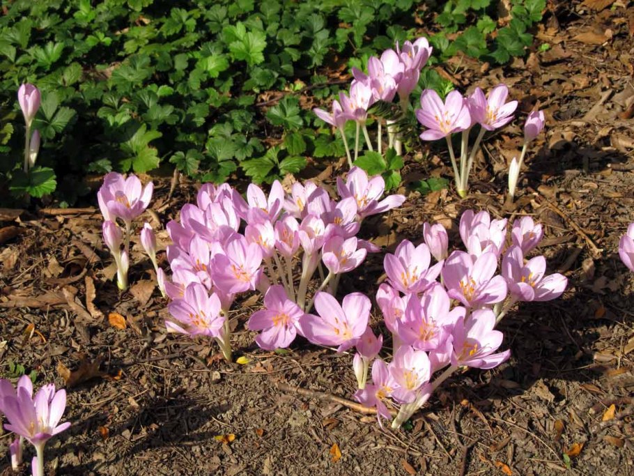 Безвременник Борнмюллера