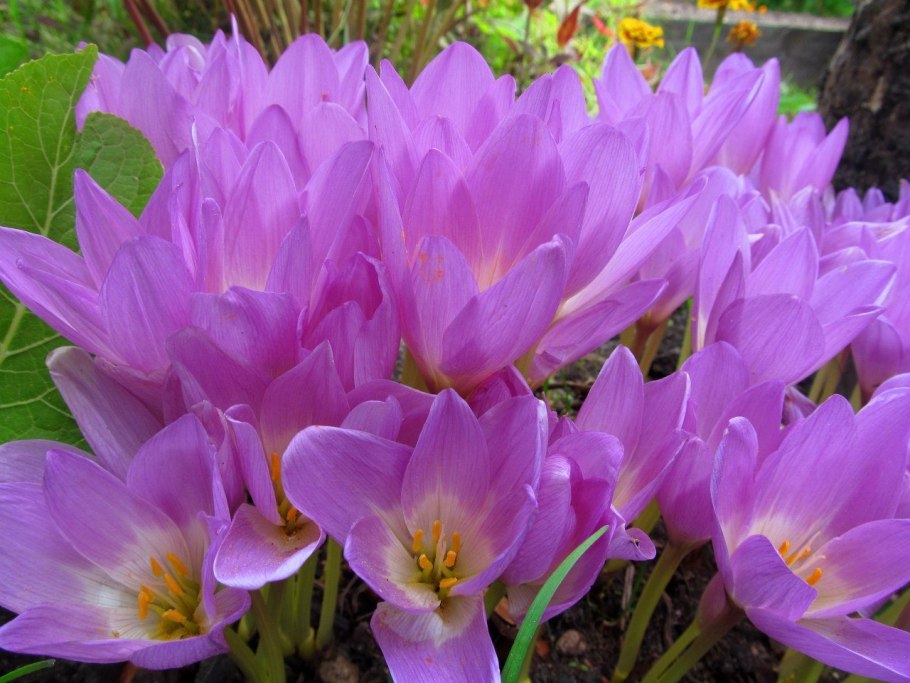 Колхикум безвременник Византийский