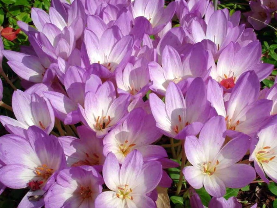 Безвременник осенний альбум