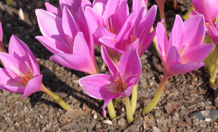Colchicum laetum