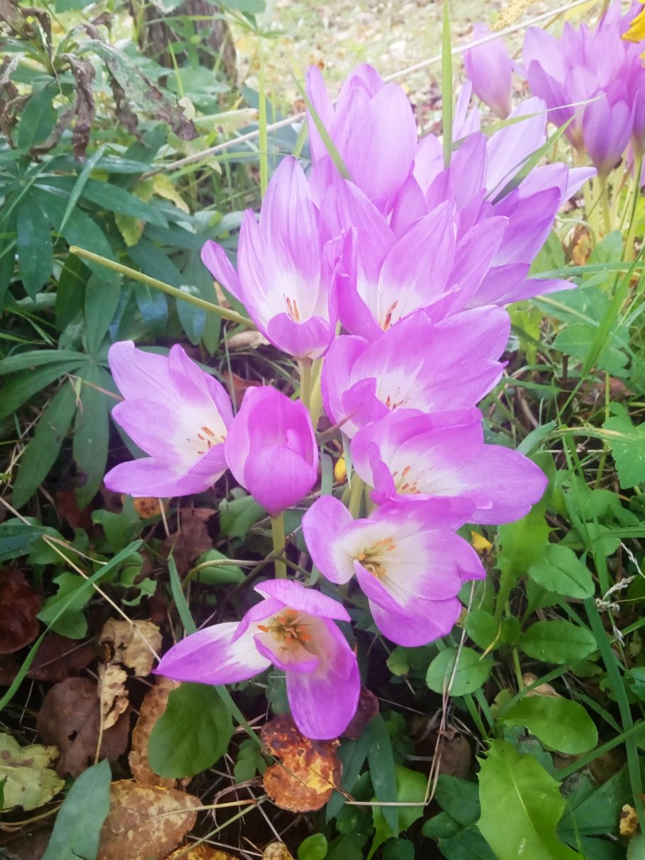 Безвременник пурпуреум