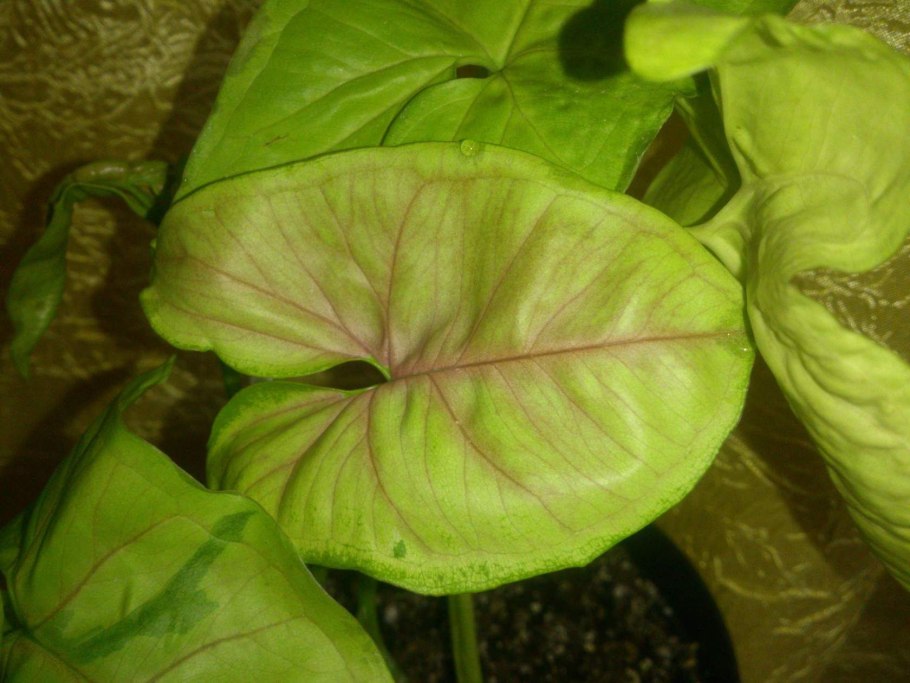 Аарон Браун сингониум