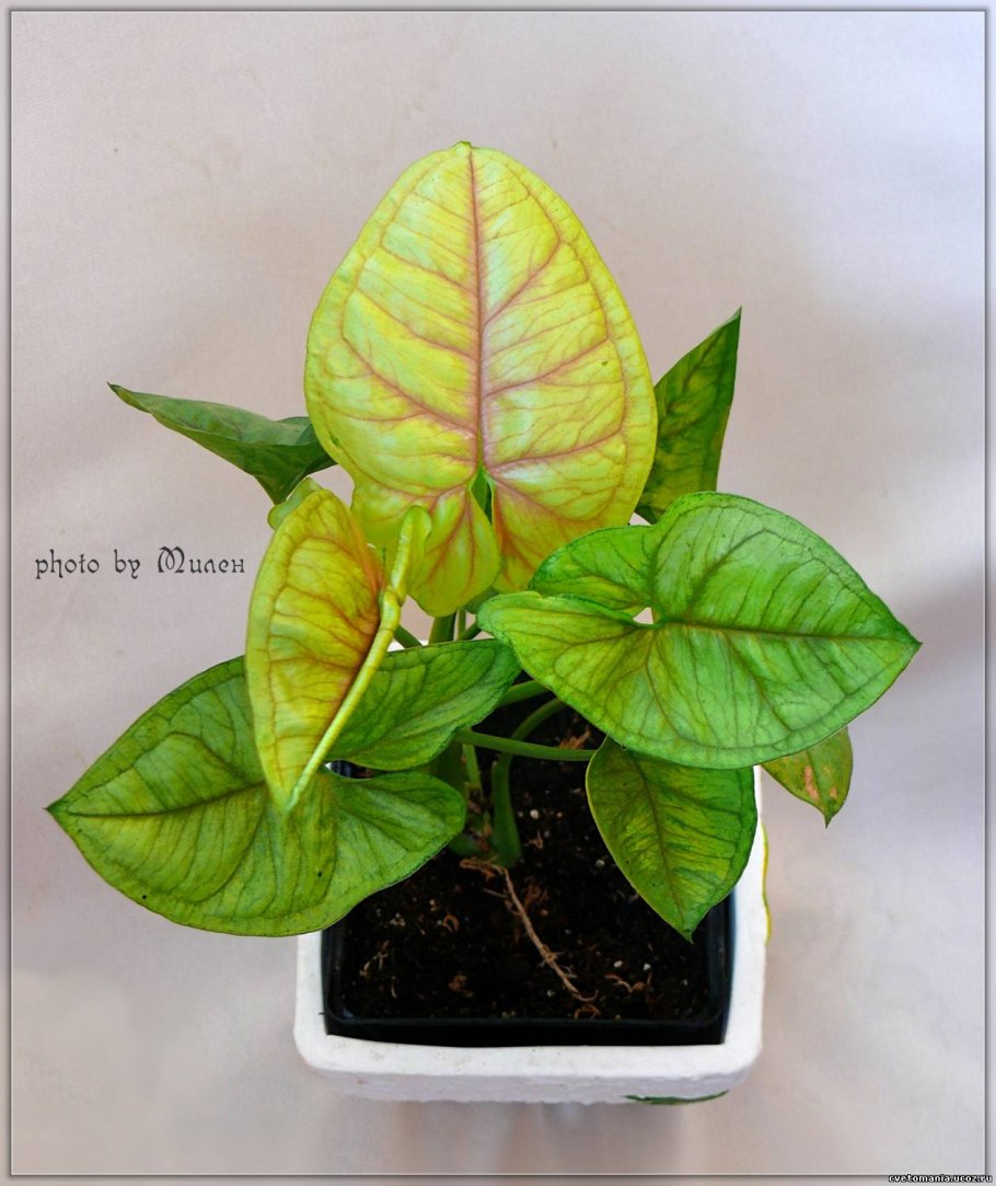 Сингониум лайм Грин