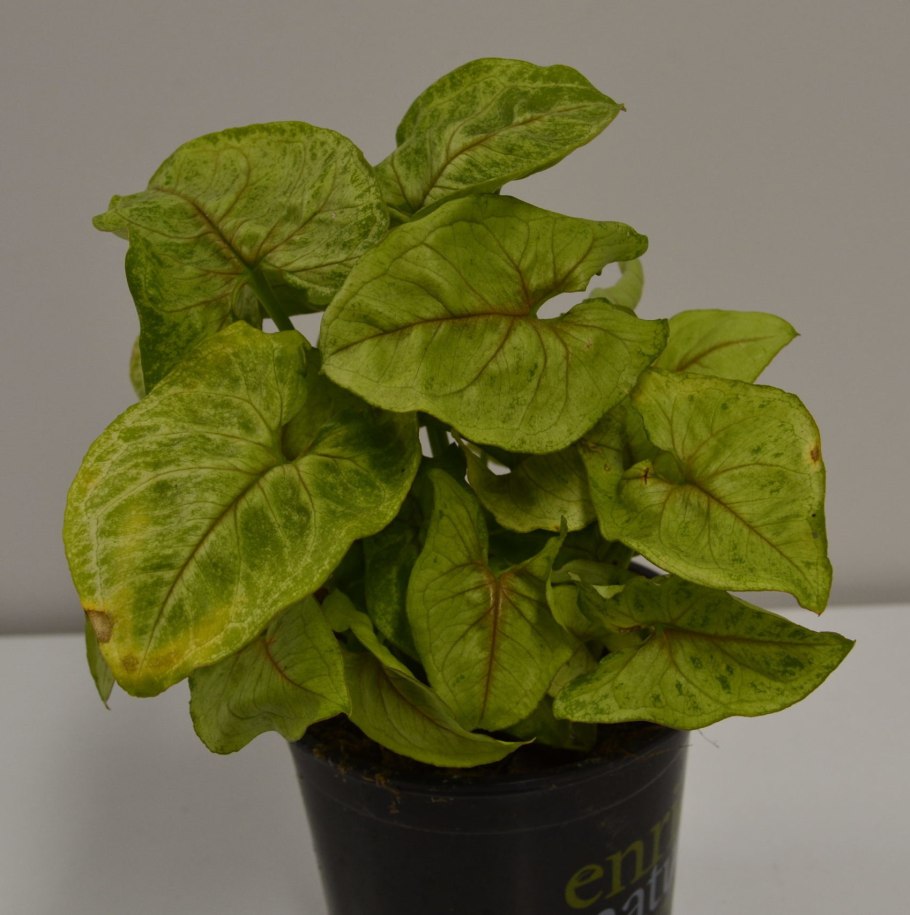 Сингониум Gold allusion