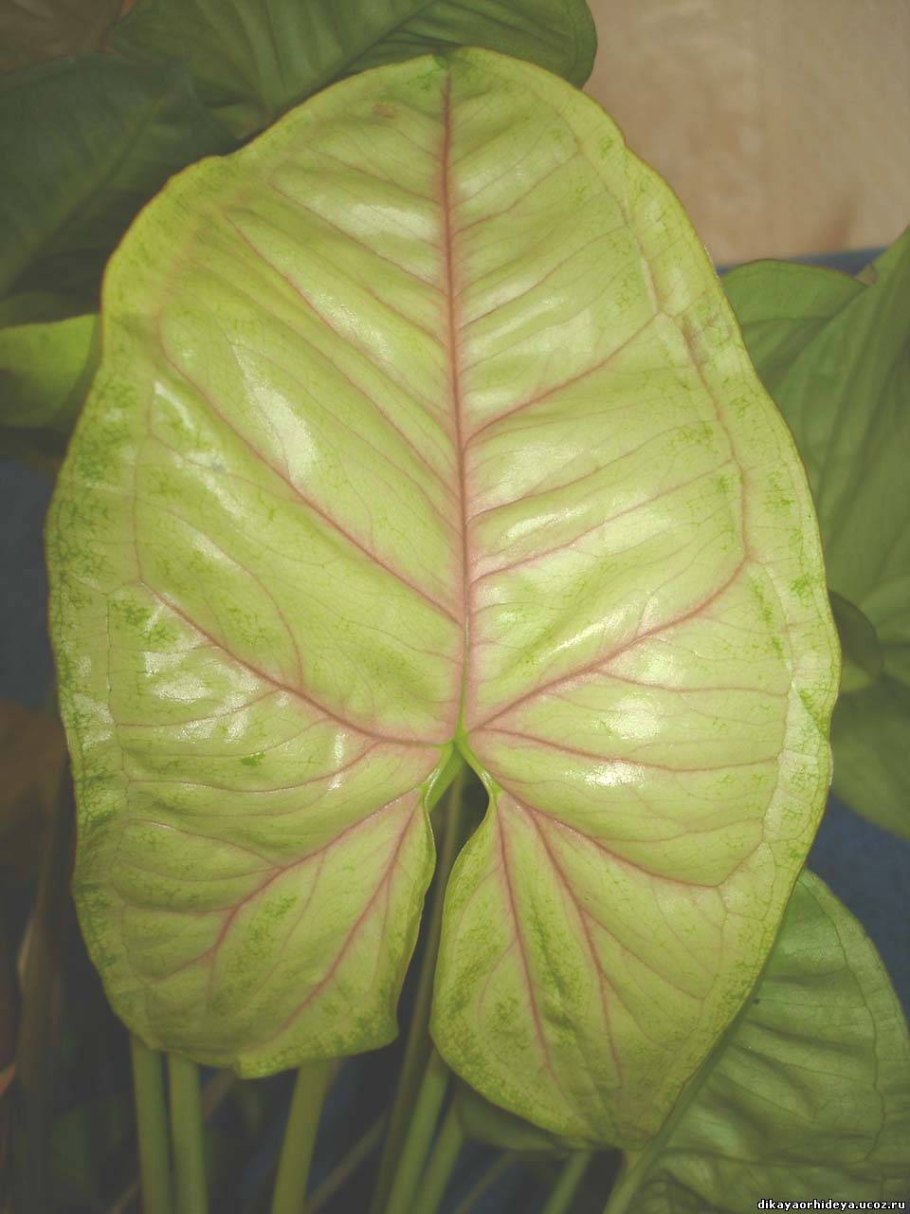 Сингониум Berry allusion