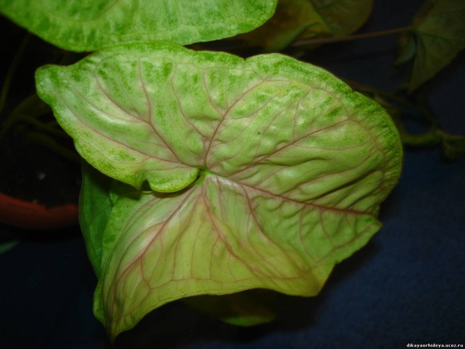 Сингониум Pink allusion