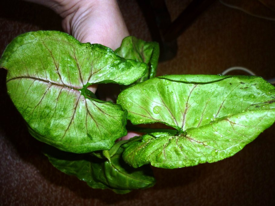 Сингониум Саншайн