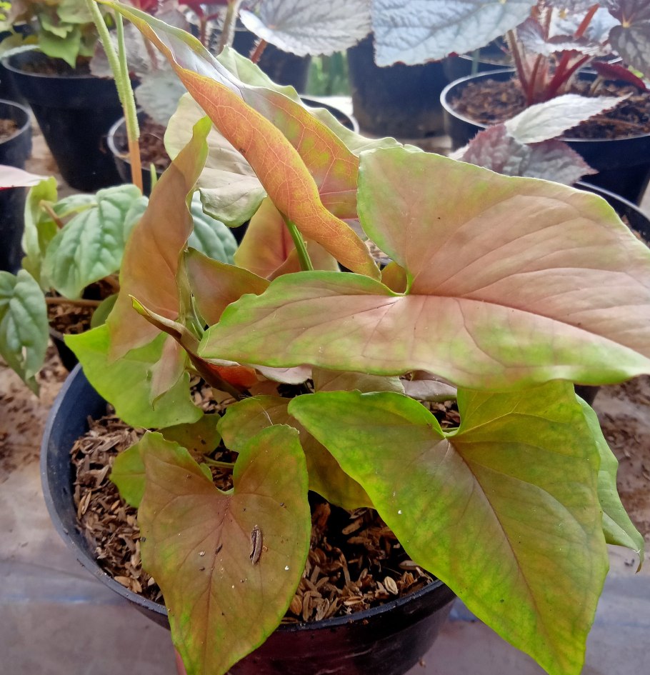 Сингониум Gold allusion