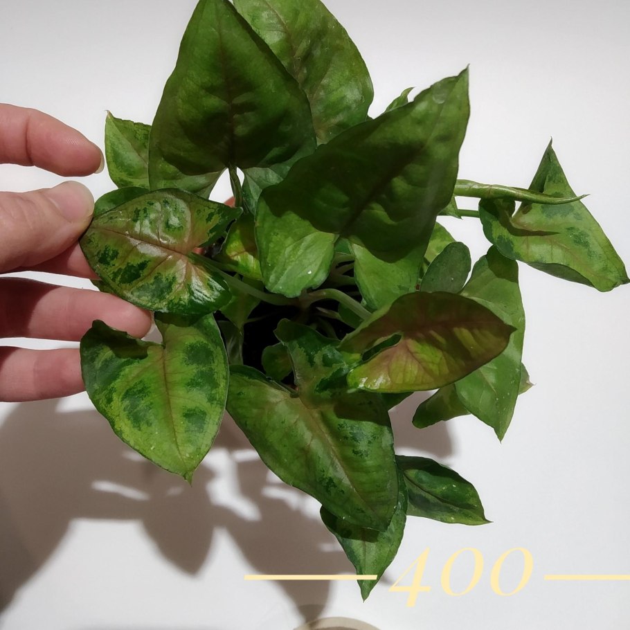 Мотолэнд сингониум