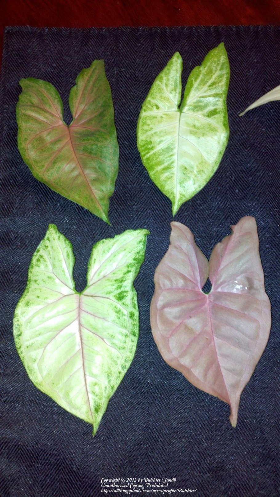 Сингониум Berry