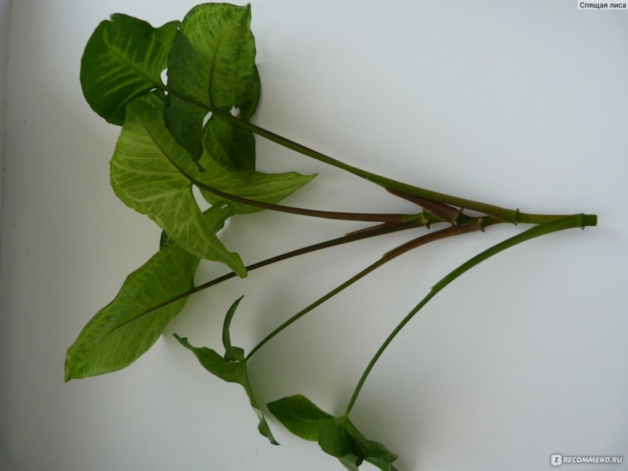 Сингониум черенок