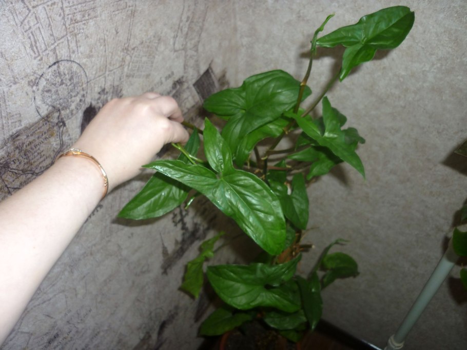 Сингониум в дикой природе