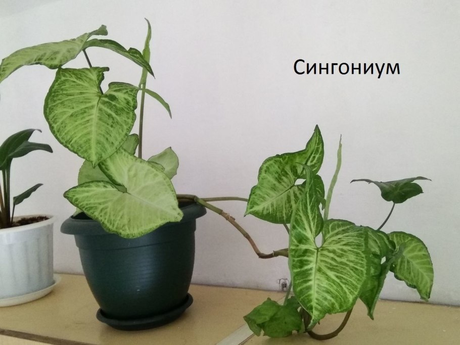 Сингониум побеги