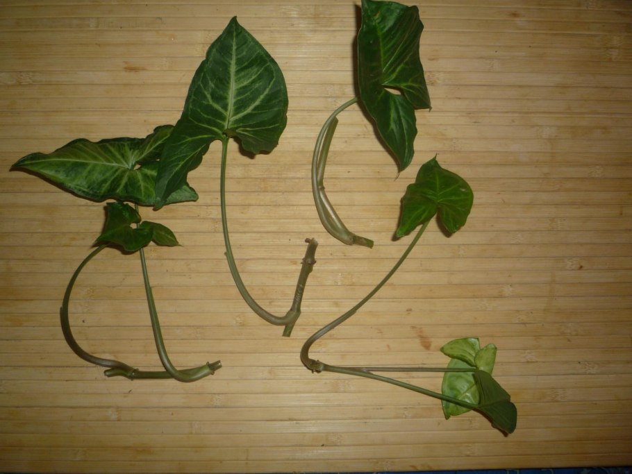 Сингониум узколистный