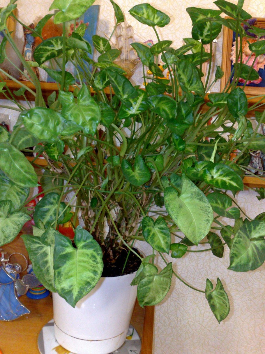 Сингониум Syngonium podophyllum