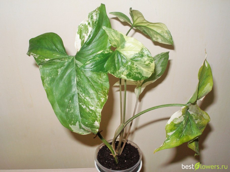 Растения которые размножаются листовыми черенками