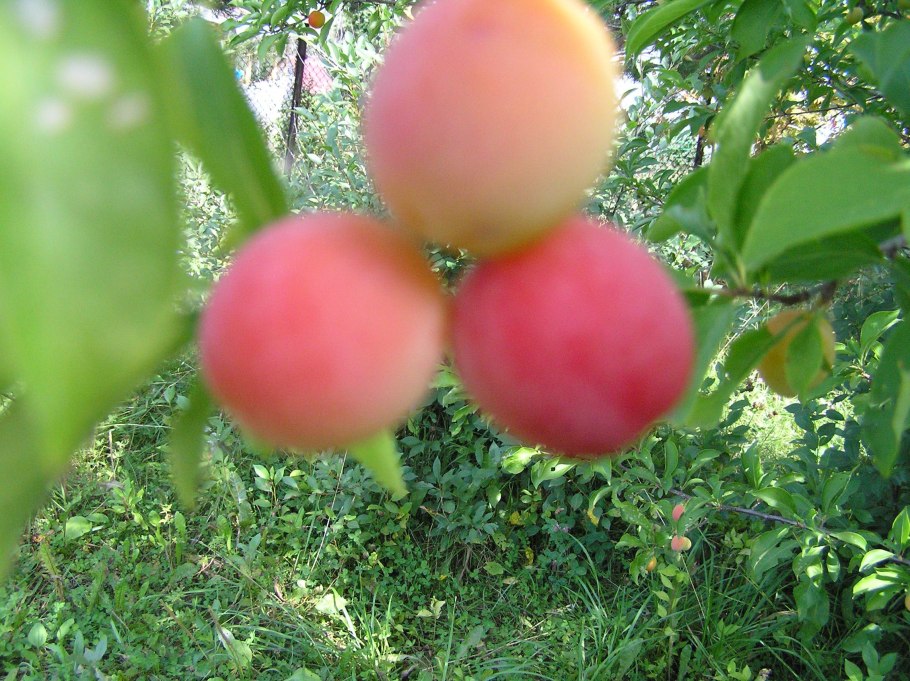 Слива Алтайская Юбилейная