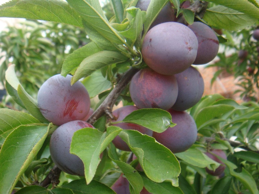 Сорт Ренклод Альтана