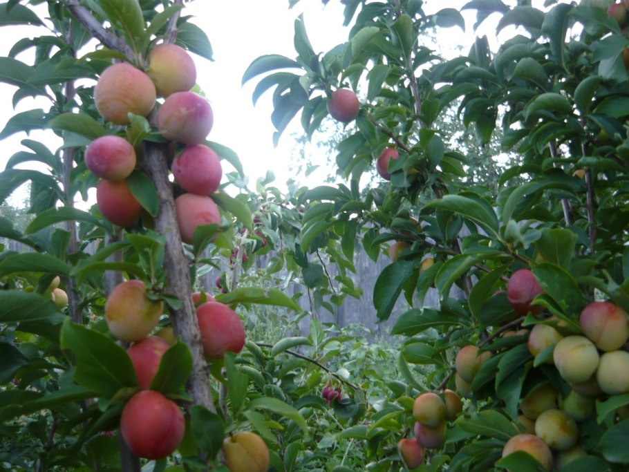 Алыча пионерка