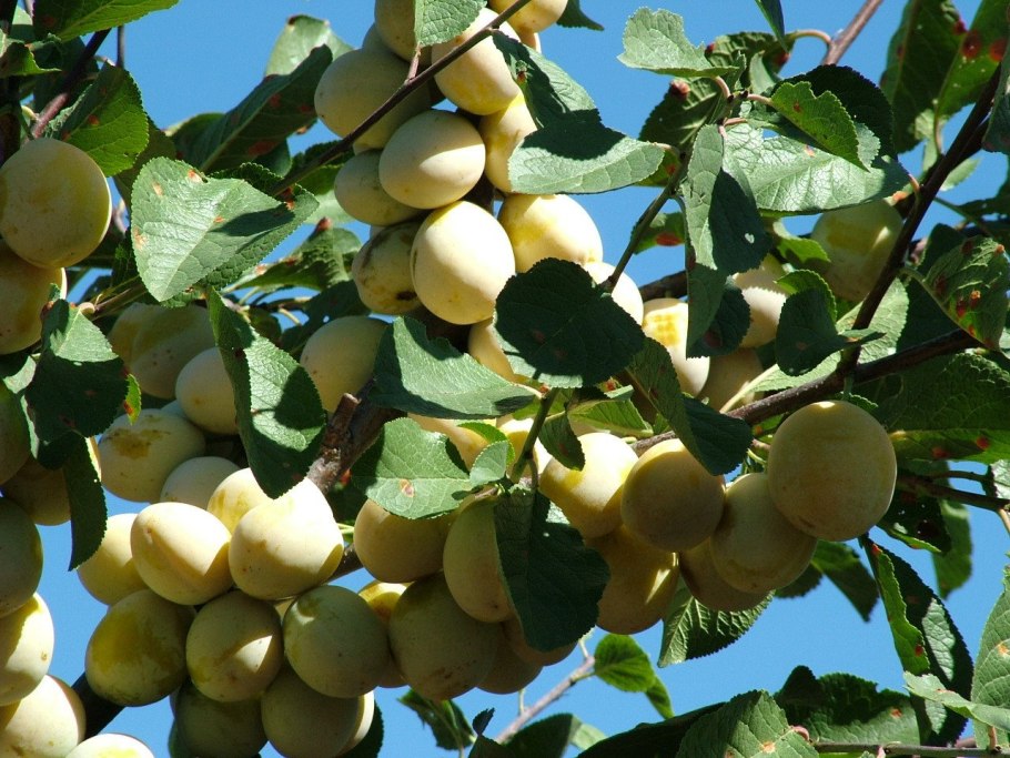 Омская ночка сливово-вишневый гибрид