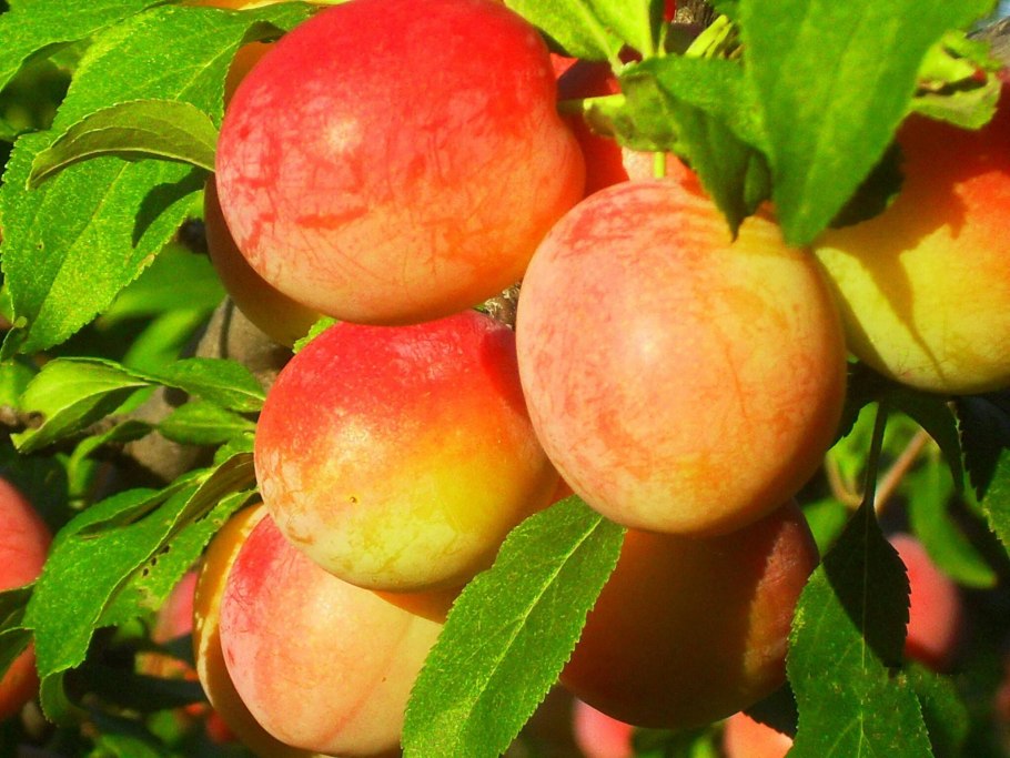 Слива Алтайская Юбилейная диаметр кроны