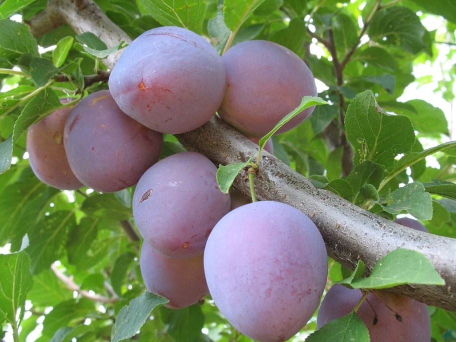 Слива сорт Ксения