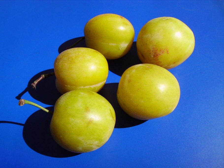 Алыча Байрон Голд