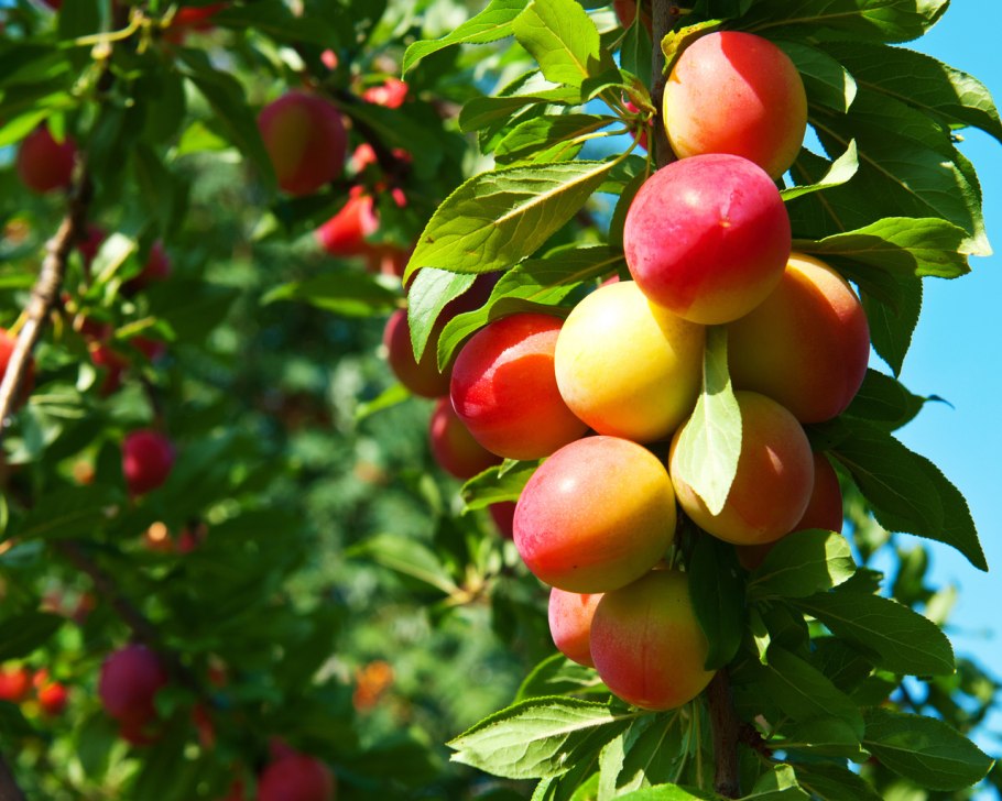 Алыча красная