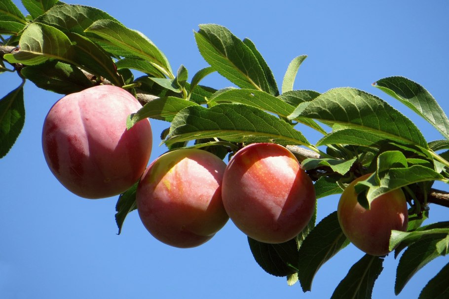 Алыча персиковая Мичурина