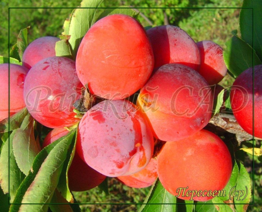 Плантации сливы