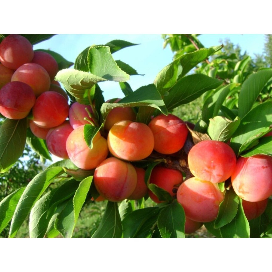 Алыча Алтайская Юбилейная