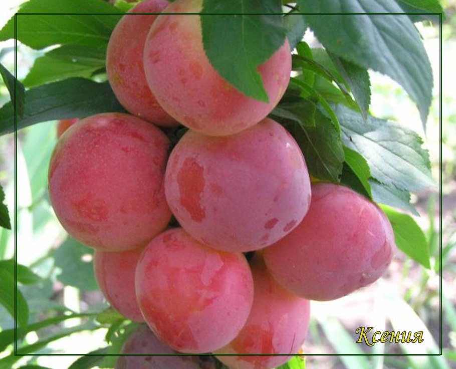 Шарафуга описание и фото отзывы