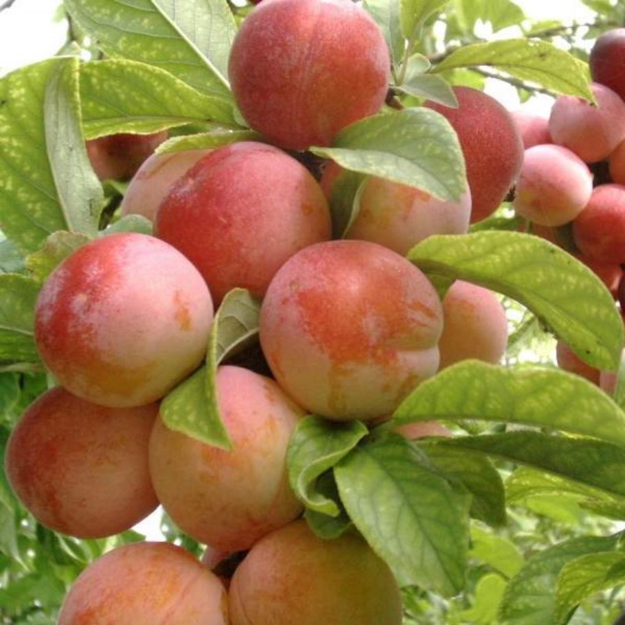 Алыча скороспелка