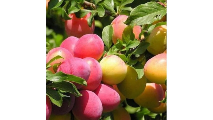 Горная слива