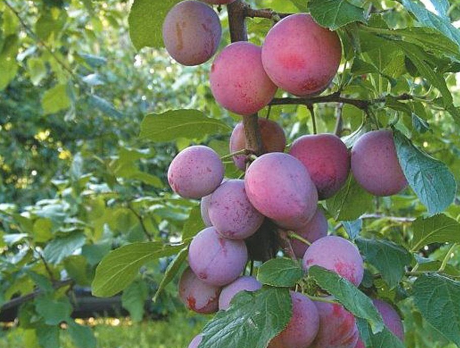 Слива Алтайская Юбилейная