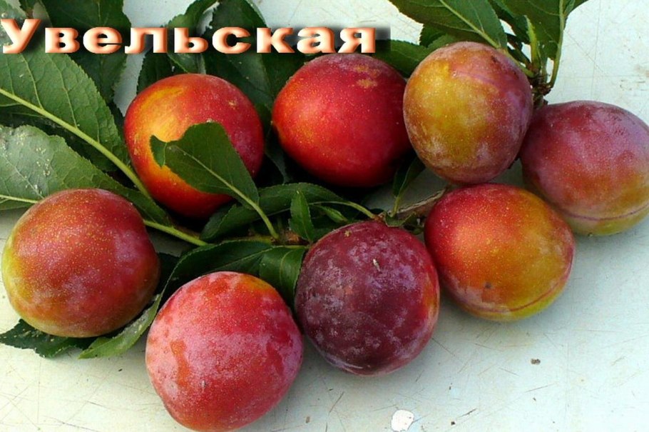 Абрикос Лючак Чемальский