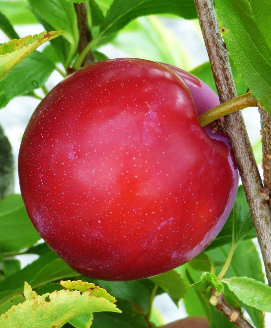 Алыча Кок Султан