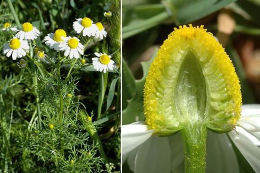 Ромашка аптечная (Matricaria Chamomilla)