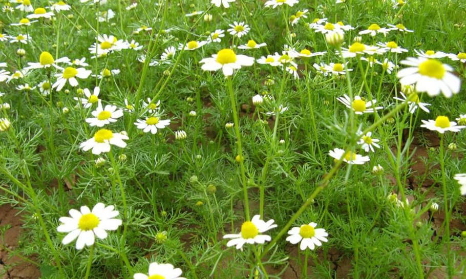 Ромашка аптечная
