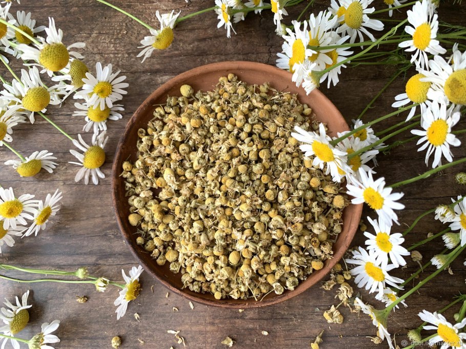 Ромашка Степная Полевая