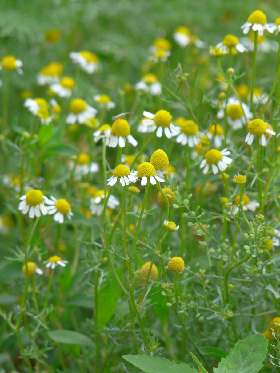 Цветоложе ромашки аптечной